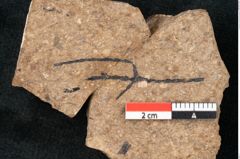 Foto (Detailansicht) von Cupressites freneloides Ettingshausen (NHMW-GEO-2024-0188-8231)
